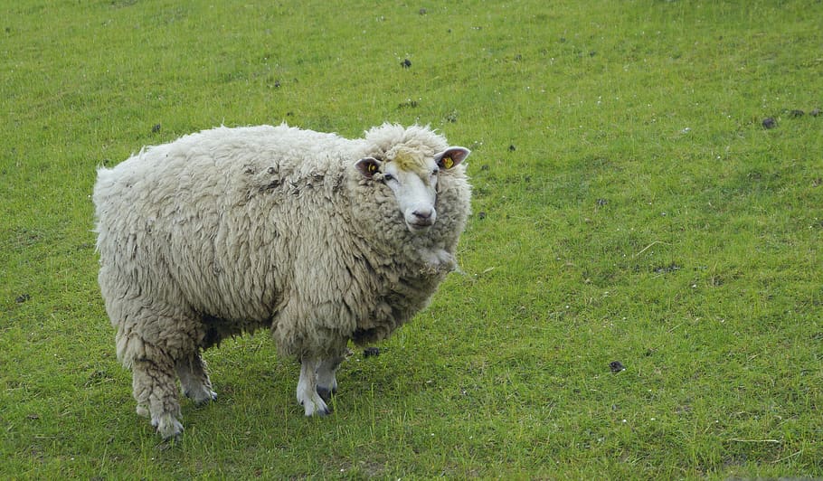 ovejas, cálido, lana, hierba, cabeza, lana de oveja, ganado, cara de oveja, sudores, ronroneo