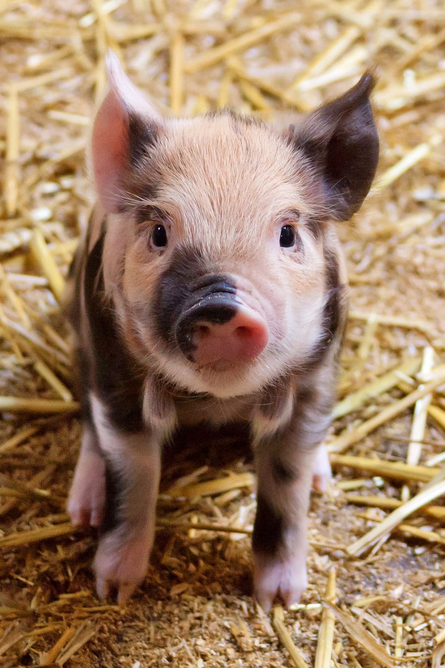 closeup, brown, black, pig, agriculture, animal, baby, cute, domestic, farm
