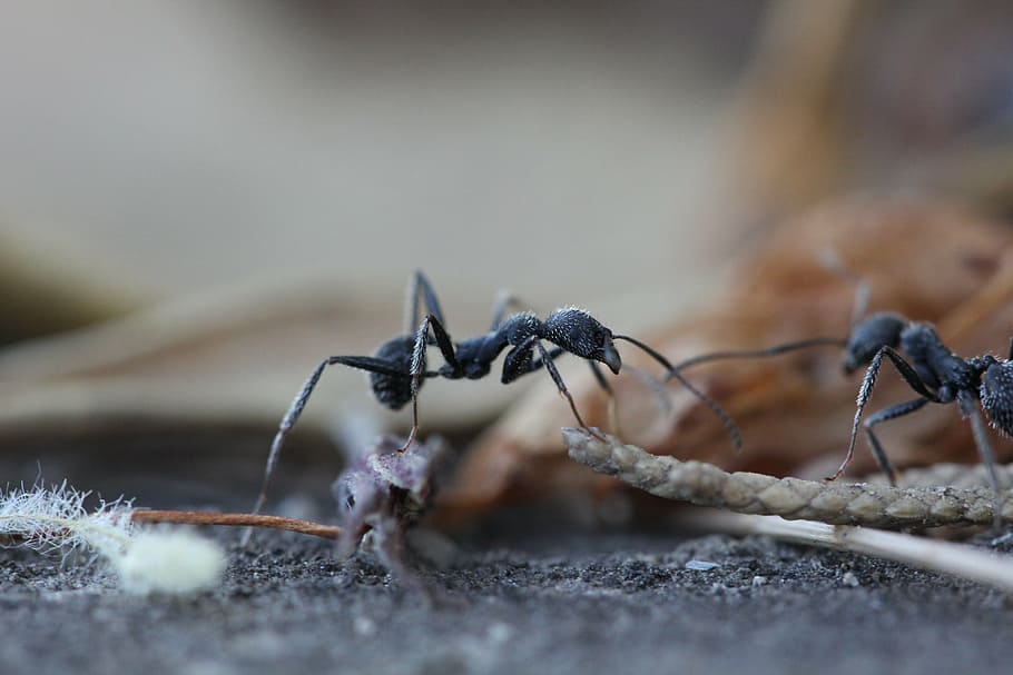 two, black, ant, ground macro photography, ants, insect, garden, selective focus, close-up, day