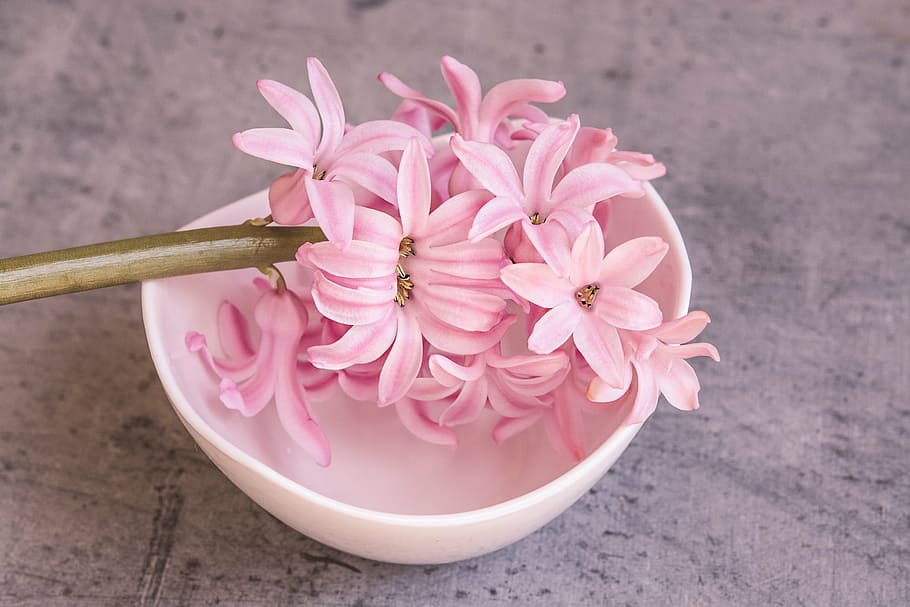 pink, flower, white, bowl, hyacinth, pink hyacinth, pink flower, spring flower, fragrant flower, fragrant