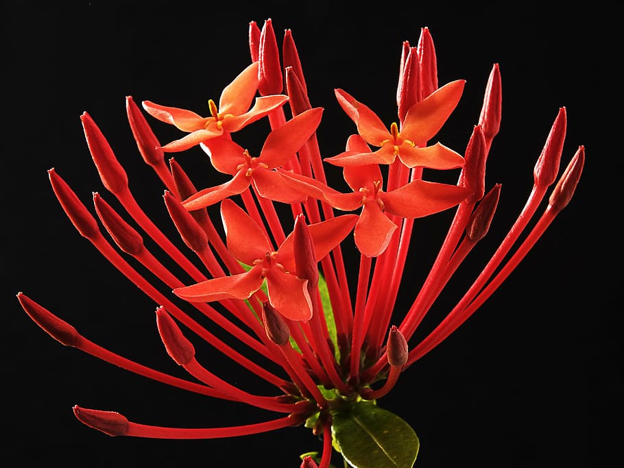 flor ixora vermelha, ixora coccinea, flor, vermelho, planta mais louca, rubiaceae, tropical, exótica, natureza, planta de florescência
