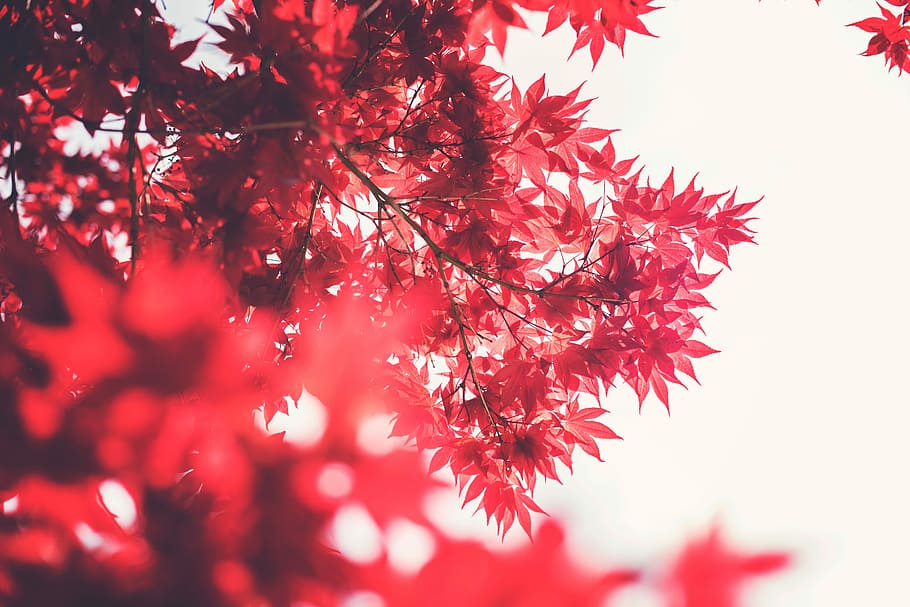 árbol rojo, rojo, árbol, navidad, naturaleza, temporada, rama, fondos, primer plano, invierno