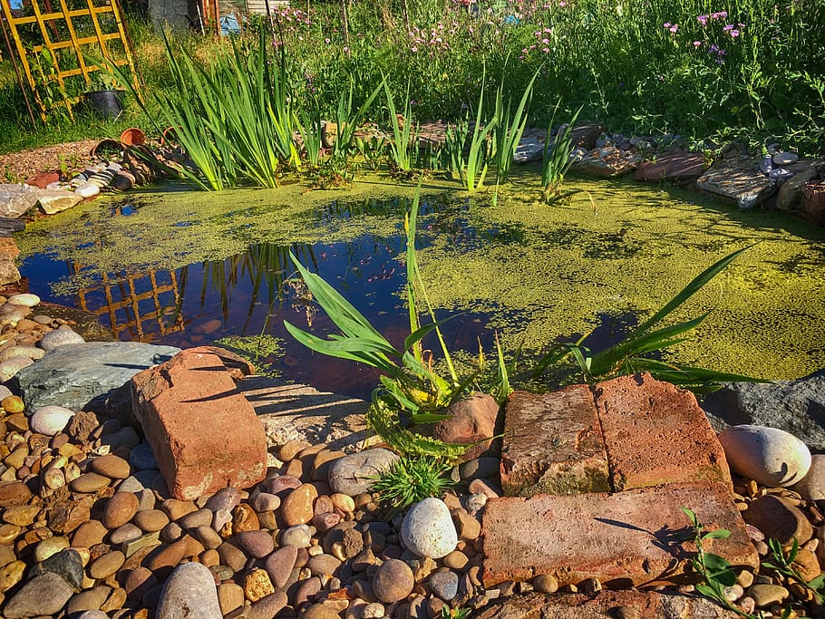 pond, water, nature, plant, garden, growth, lake, rock, day, solid