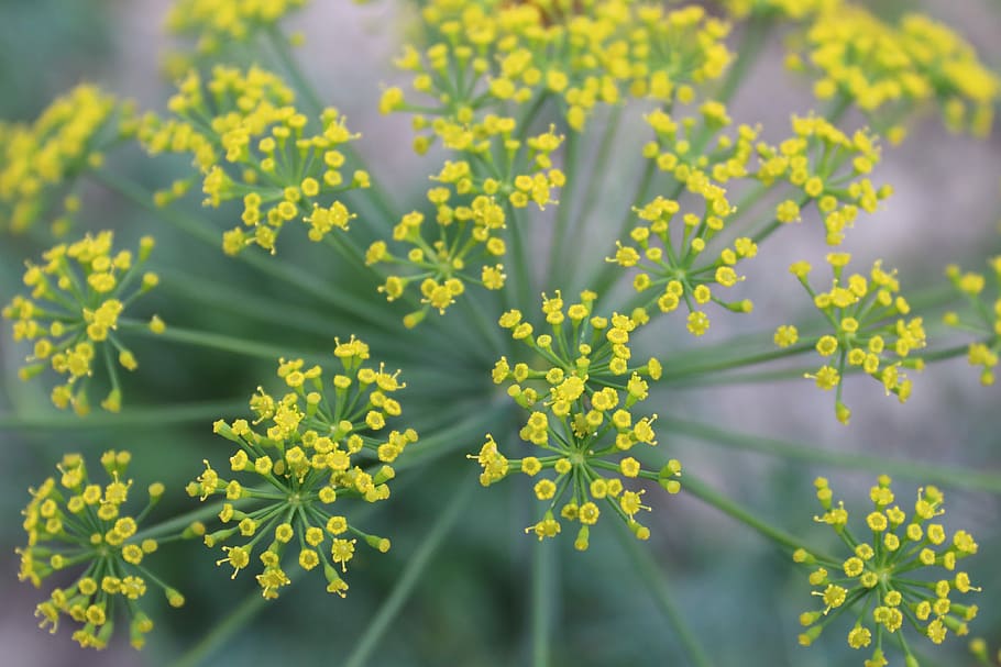 dill, plant, flower, closeup, green, umbrella dill, flowering plant, beauty in nature, freshness, growth