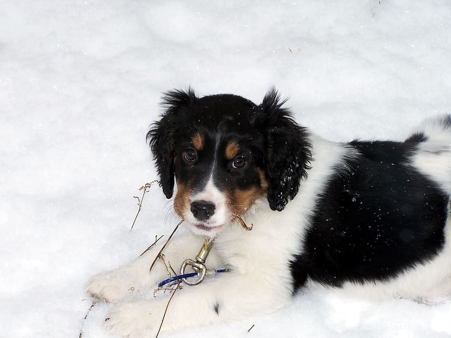 inglés, springer, spaniel, perro, cachorro, perrito, canino, bonita, nieve, invierno