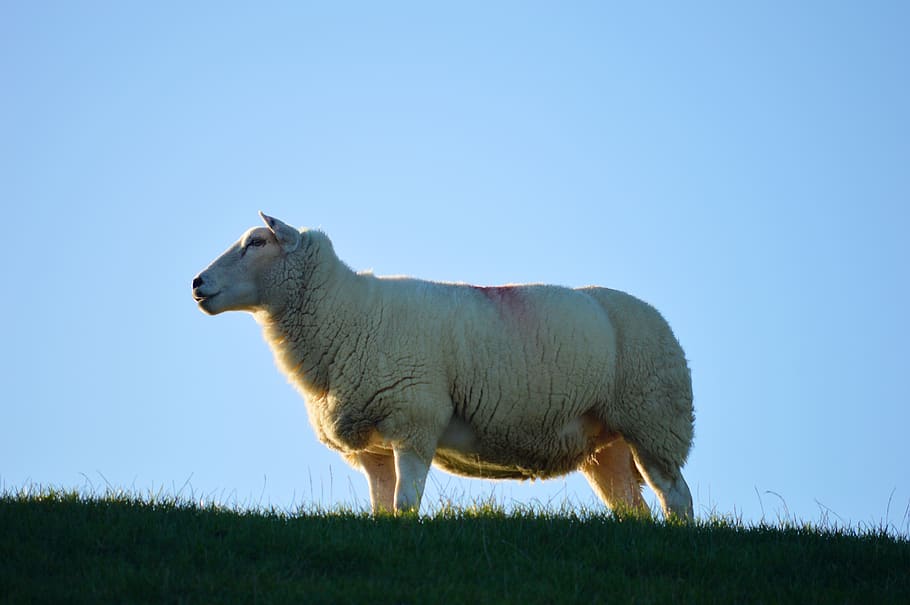sheep, dike, northern germany, coast, north sea coast, mecklenburg, blue sky, mammal, animal, animal themes