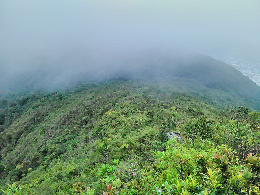 vegetation, mist, caracas, avila, venezuela, nature, green, sky, beauty in nature, plant