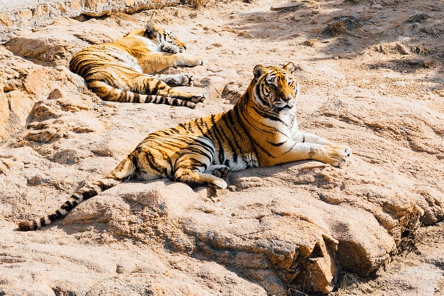 dos, tigres, tomar el sol, sol, perezoso, dormir, descansar, animal, naturaleza, gato