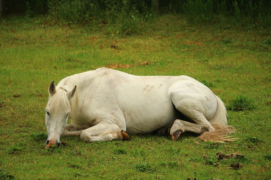 horse, mold, thoroughbred arabian, stallion, white horse, sleep, lying horse, grass, mammal, animal