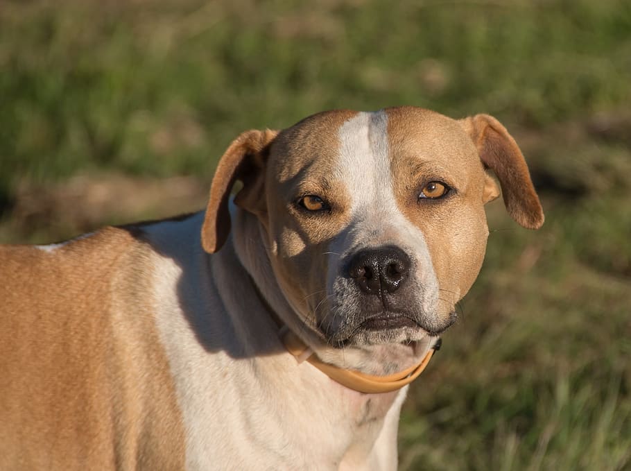 dog, staffordshire bull terrier, american, breed, brown, white, face, nose, pet, looking