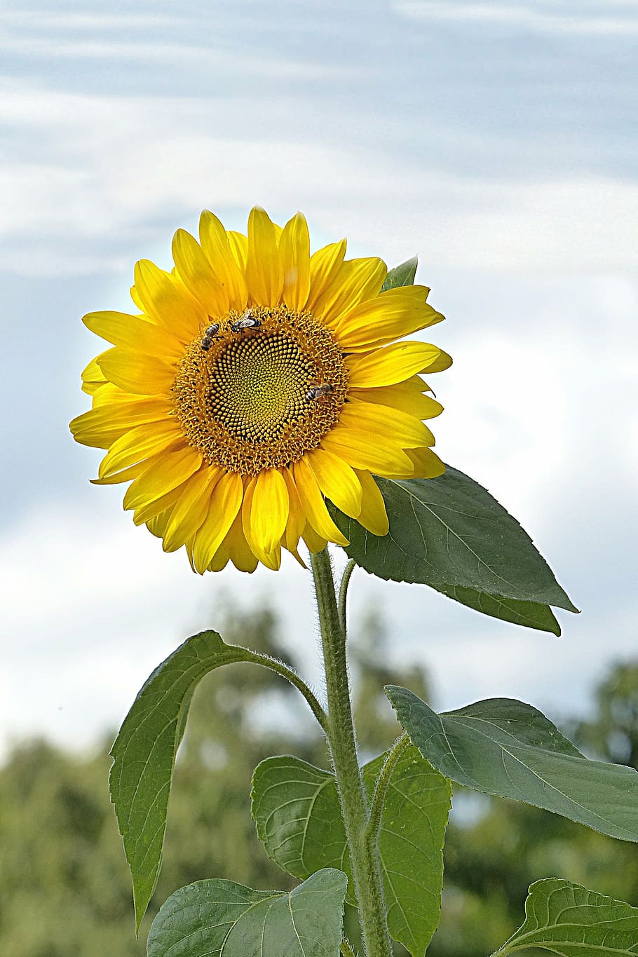 bunga, bunga matahari, helianthus annuus, kuning, tanaman berbunga, tanaman, pertumbuhan, kesegaran, keindahan di alam, kepala bunga
