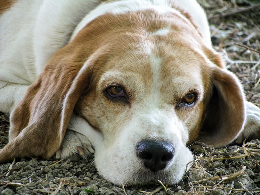close-up photography, beagle, dog, friend, senior, old, eyes, nose, snuff, pet