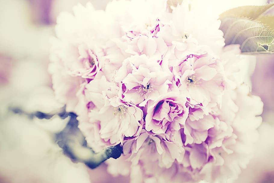 closeup, pink, petaled flower, flowers bouquet, lilac, bouquet of flowers, purple, bouquet, floral, blossom