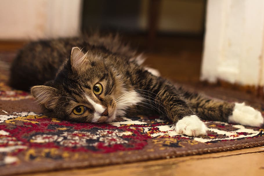 gato, animal, gatito, lindo, ojos, bigotes, alfombra, casa, hogar, gato doméstico