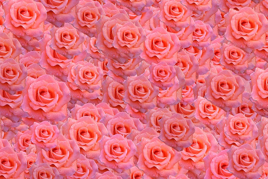 merah muda, mawar, lot bunga, digital, wallpaper, tekstur, latar belakang, pola, ornamen, cerah