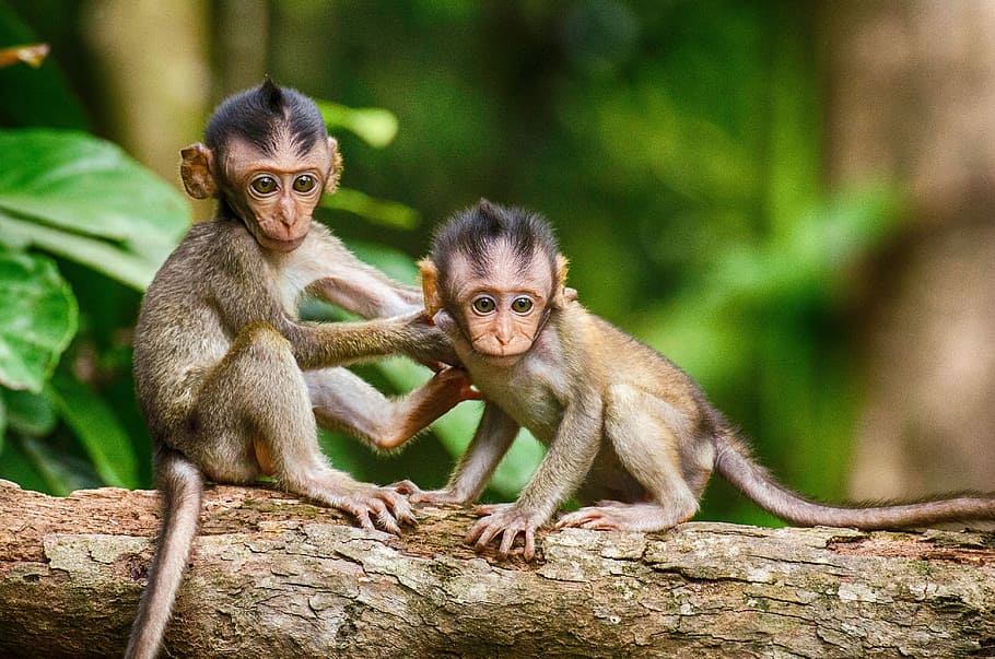two, brown, monkeys, sitting, tree, focus, photography, two monkeys, monkey, mammal