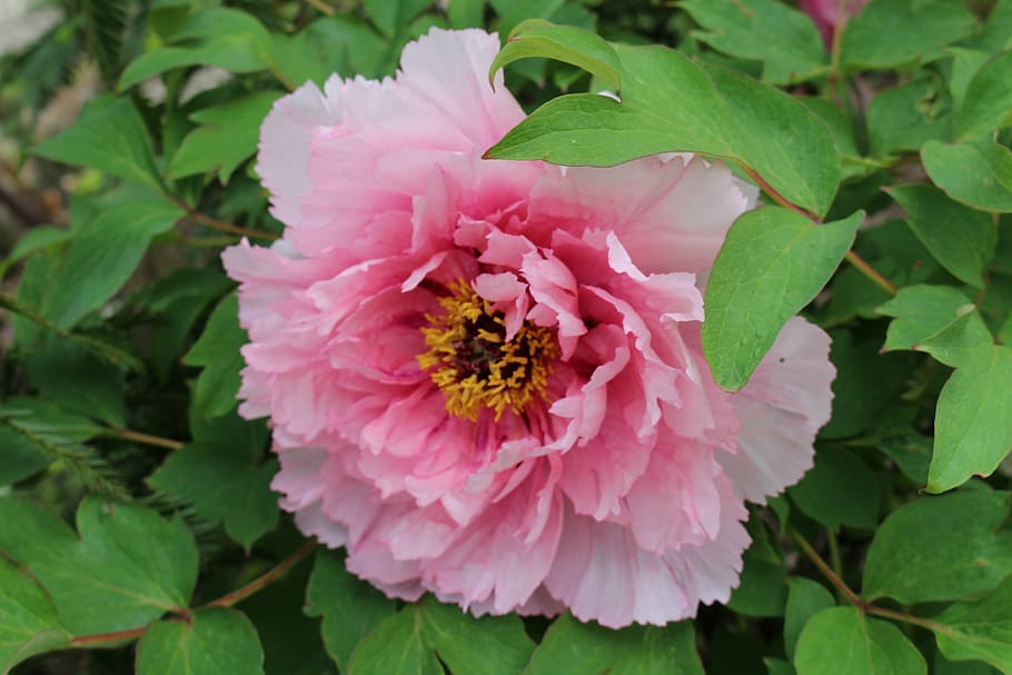 peony, blossom, bloom, pink flower, paeonia, flower garden, flower, flowering plant, beauty in nature, plant