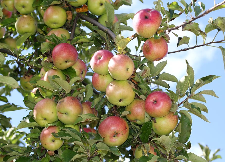 apple tree, apples, tree, ripening, fruit, green, branch, garden, orchard, food