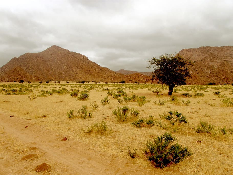 desert, hill, rocks, tree, lonely, barren, bare, namibia, expanse, stark