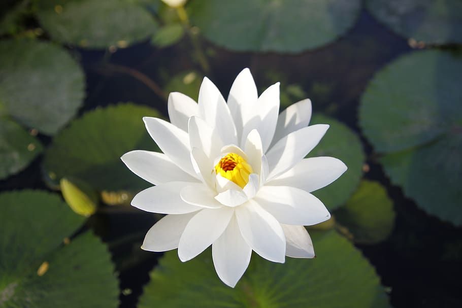 white water lily, blooming, pond, sung flower, thailand, flower, flowering plant, petal, fragility, plant