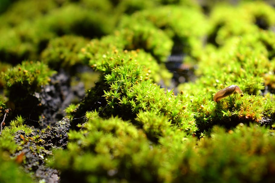 moss, wood, forest, nature, green, plant, log, macro, stump, undergrowth