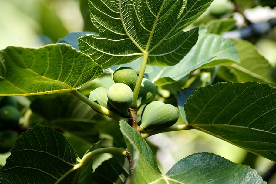 fig tree, fig, fruit, figs, delicious, fruits, sweet, tree, green, nature