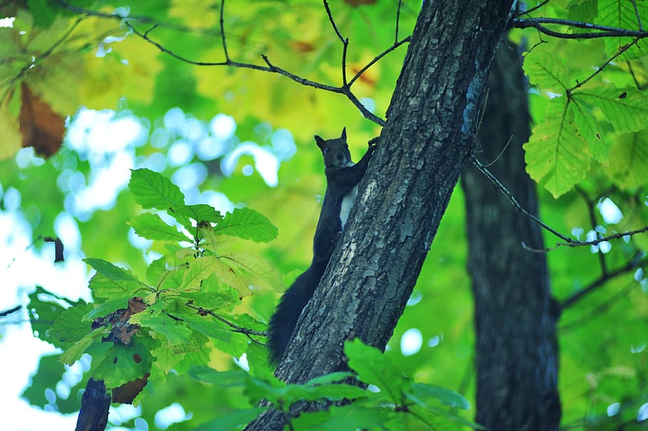 squirrel, boots, forest, autumn, animal, cute, black, wildlife, plant, tree
