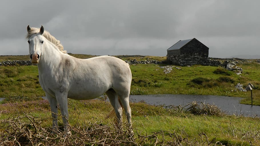 白, 馬, 立っている, 緑, 草, カビ, アイルランド, 風景, 農場, 自然