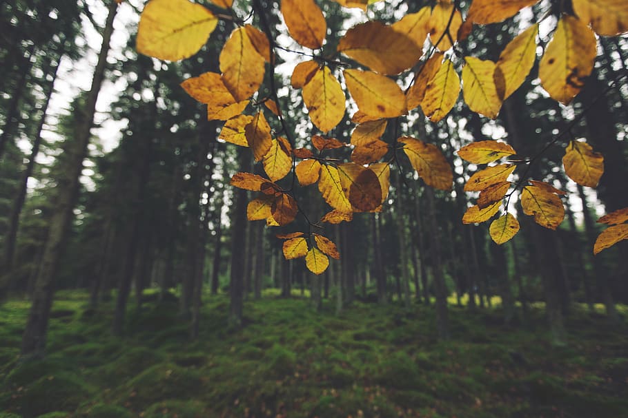 黄色の葉のある木, 閉じる, 写真, 黄色, 葉, 近く, 背の高い, 木, 森, 自然