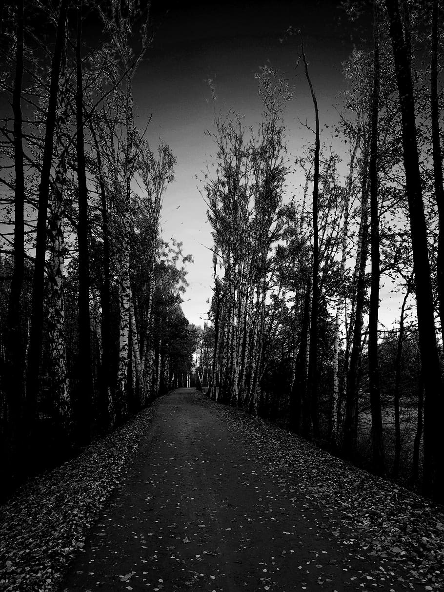 tree, alley, spacer, twilight, birch, night, dangerous, the fear, loneliness, direction