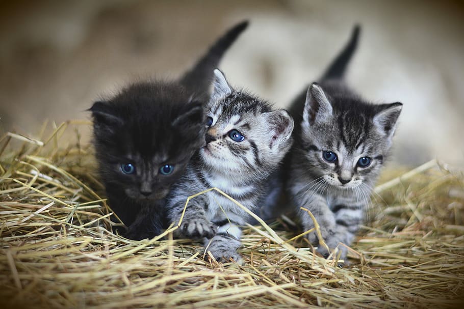 selective, focus photography, three, kittens, nest, cat, young animal, kitten, mackerel, domestic cat