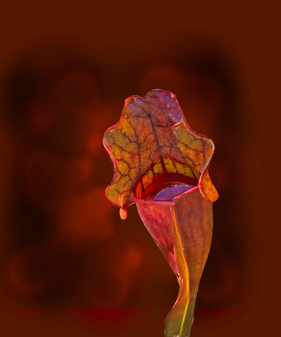 seletivo, fotografia de foco, amarelo, vermelho, flor de pétalas, sarracenia purpurea, planta de jarro roxa, planta, planta de jarro do norte, flor de sela lateral