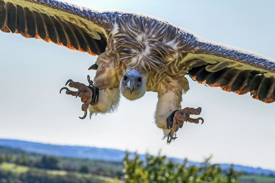 selective, focus photography, eagle, flying, vulture, flight, landing, raptor, sky, scavenger