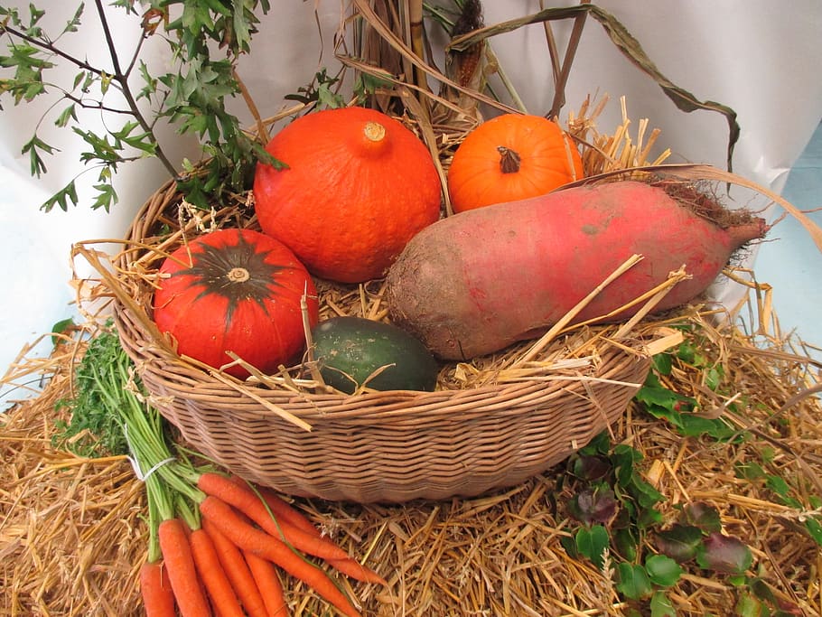 thanksgiving, vegetables, fruits, autumn, decorative squashes, september, decorative, colorful, agriculture, food and drink
