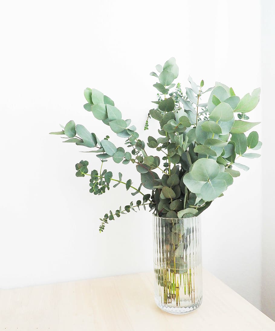 vas, hijau, berdaun, tanaman, meja, daun, interior, bunga, air, display