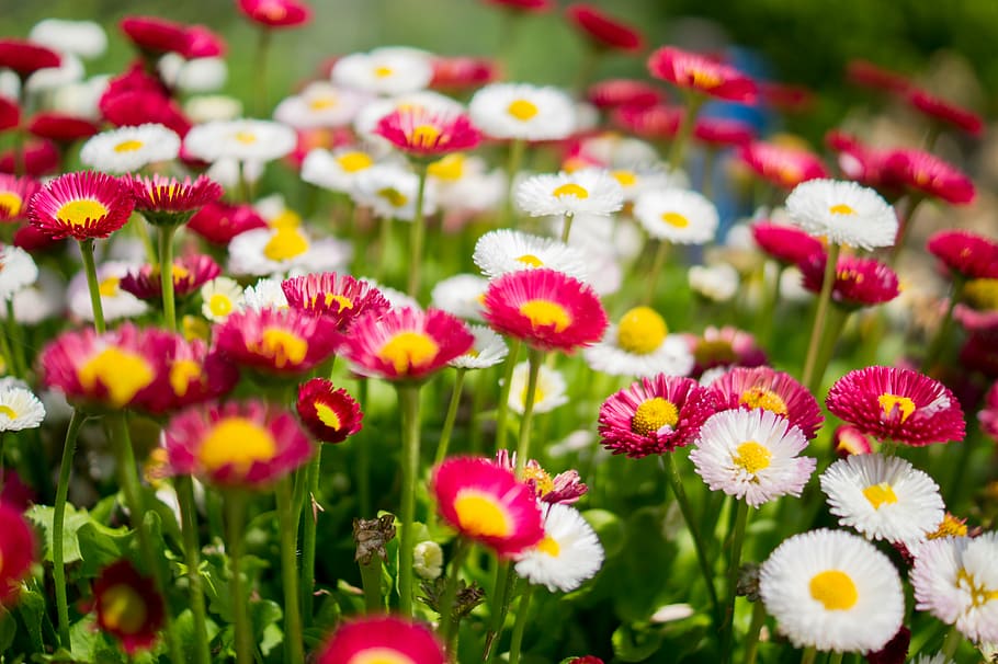 padang rumput, putih, merah, bunga, pink, daisy, taman, tanaman, kesegaran, alam