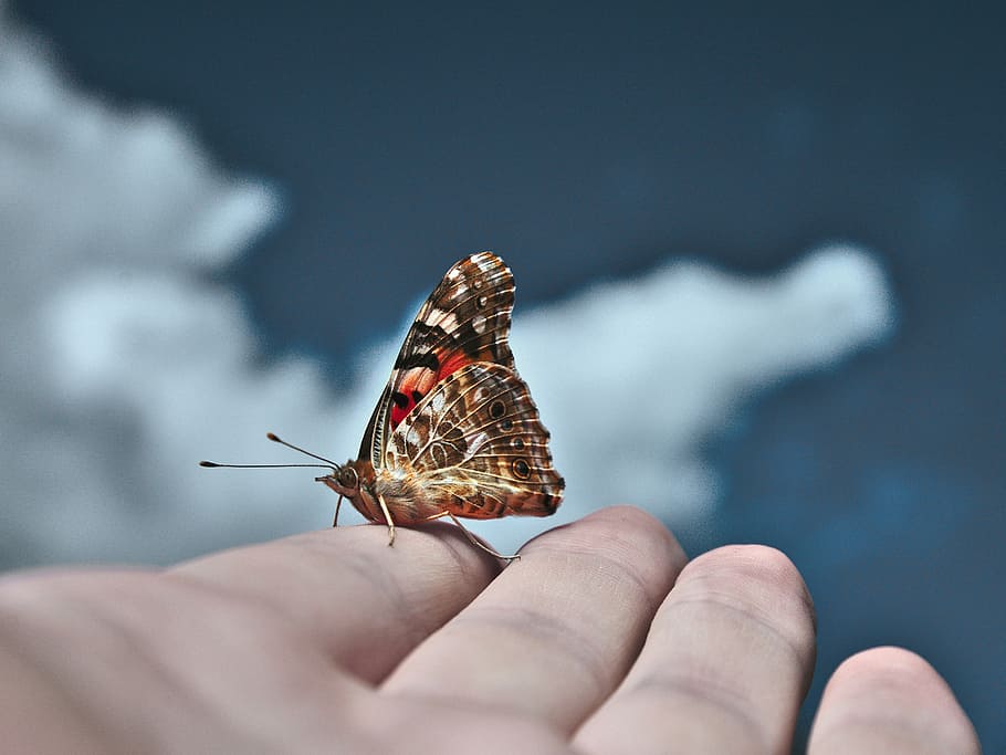 butterfly, sky, blue, fly, insect, sunlight, human hand, human body part, hand, animal wildlife