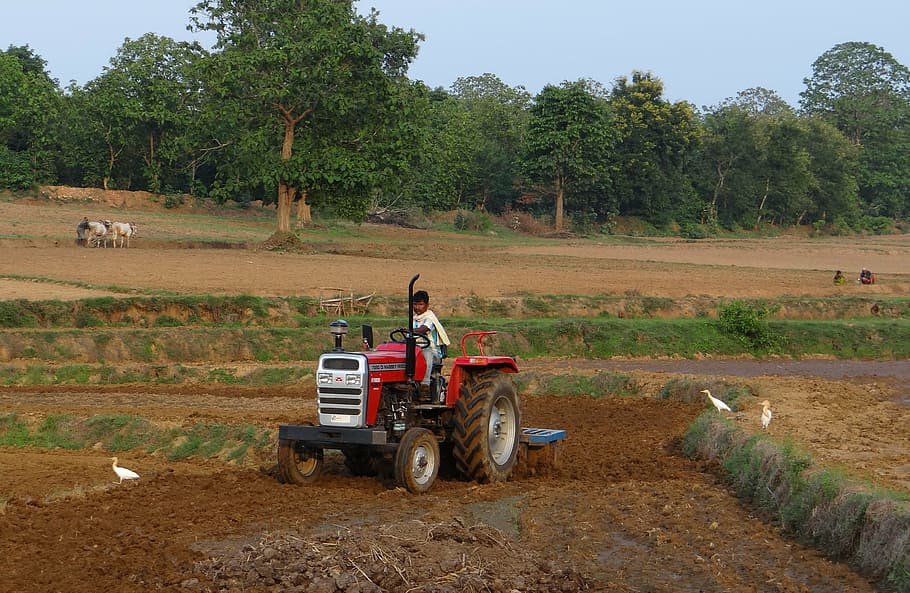 tractor, tiller, tilling, equipment, agriculture, karnataka, india, tree, plant, transportation