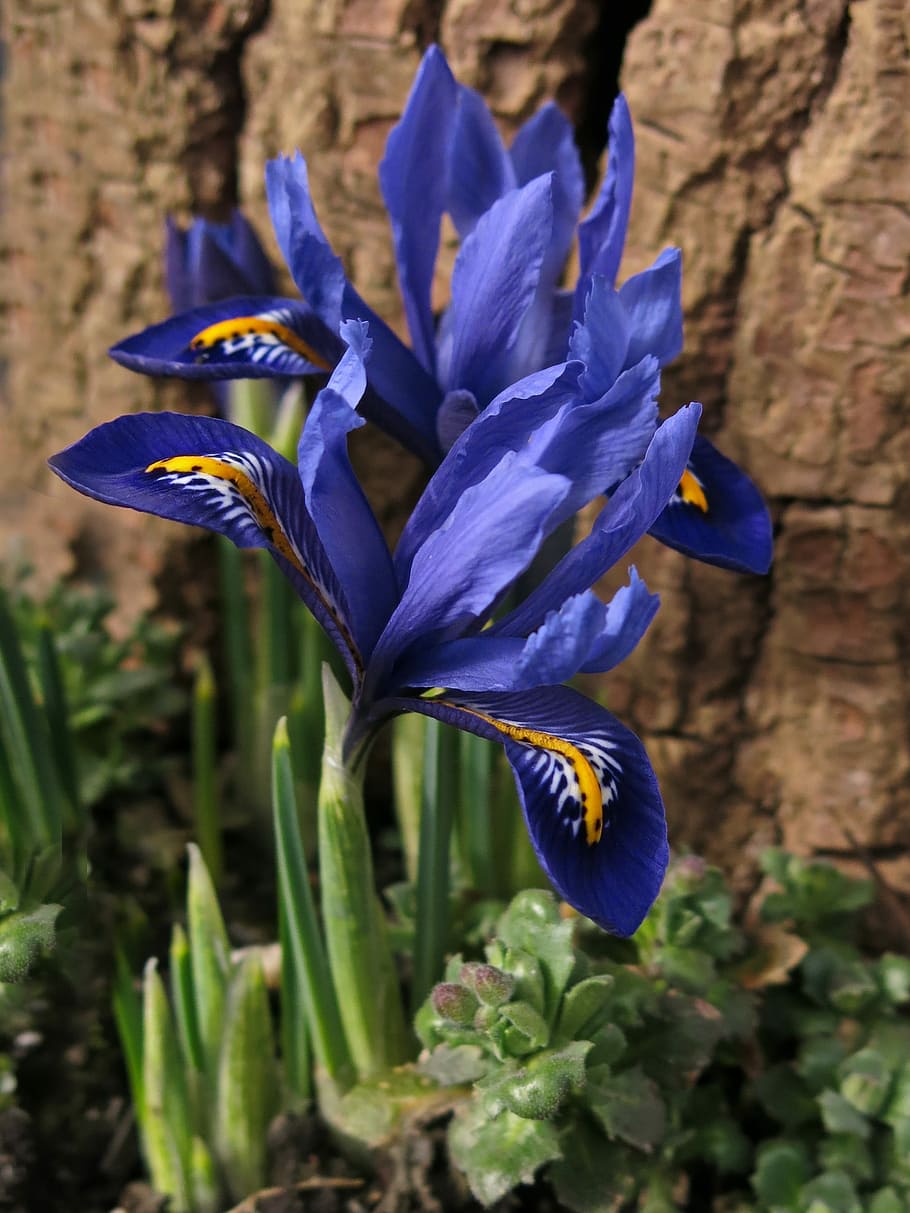 iris kerdil, iris, mekar, schwertliliengewaechs, biru, musim semi, tanaman berbunga, tanaman, bunga, kesegaran