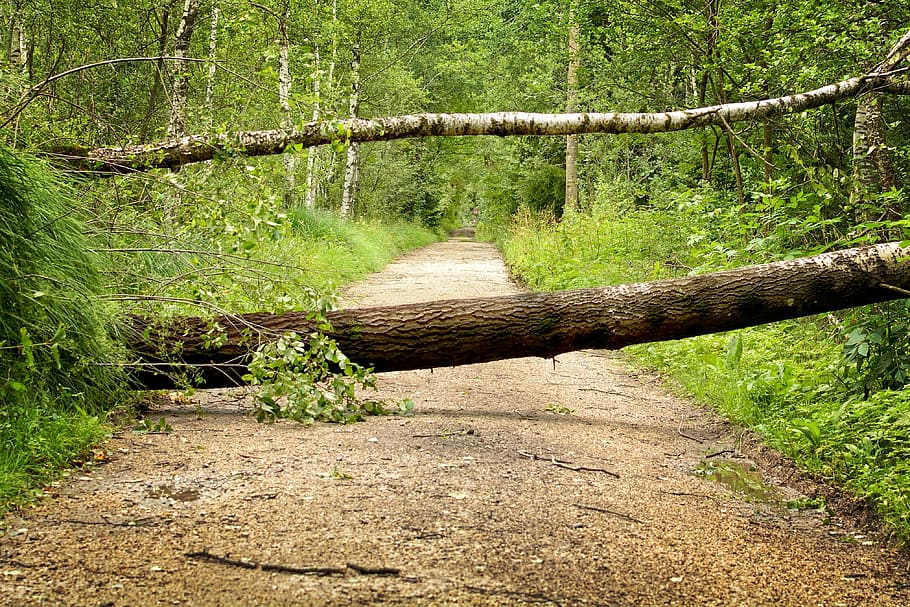 galho de árvore, bloqueio, caminho, tempestade, danos causados ​​por tempestades, árvores, floresta, natureza, fratura, cancelado