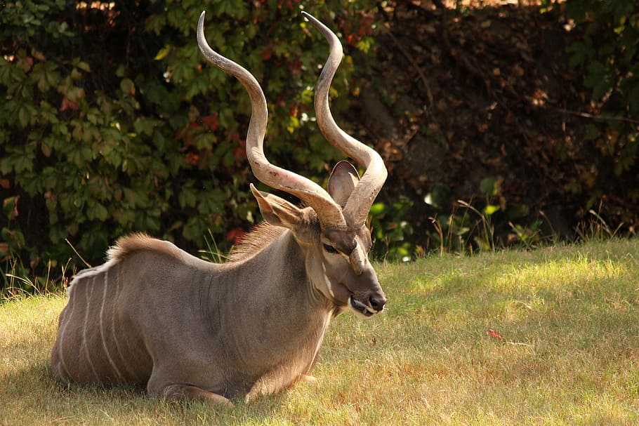 gray, antelope, lying, grass, africa, horn, kudu, animal, wildlife, safari