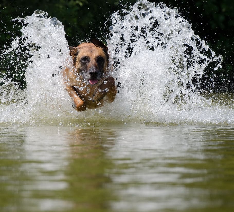 perro, correr, cuerpo, agua, saltar al agua, malinois, lago, verano, grabación de movimiento, perro en el agua