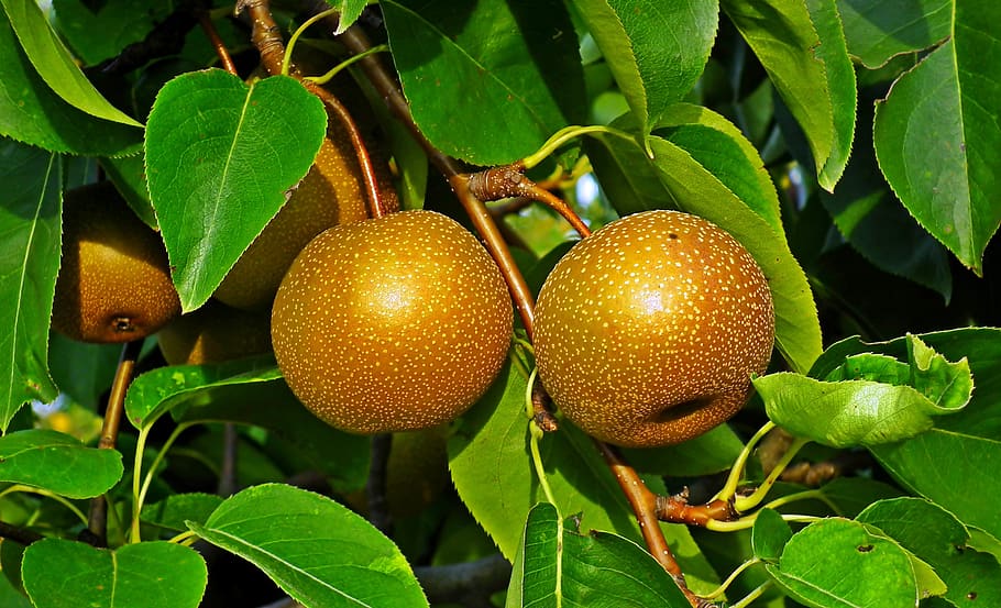 asian pear, fruit, tree, closeup, foliage, vitamins, sad, pear, nature, the cultivation of