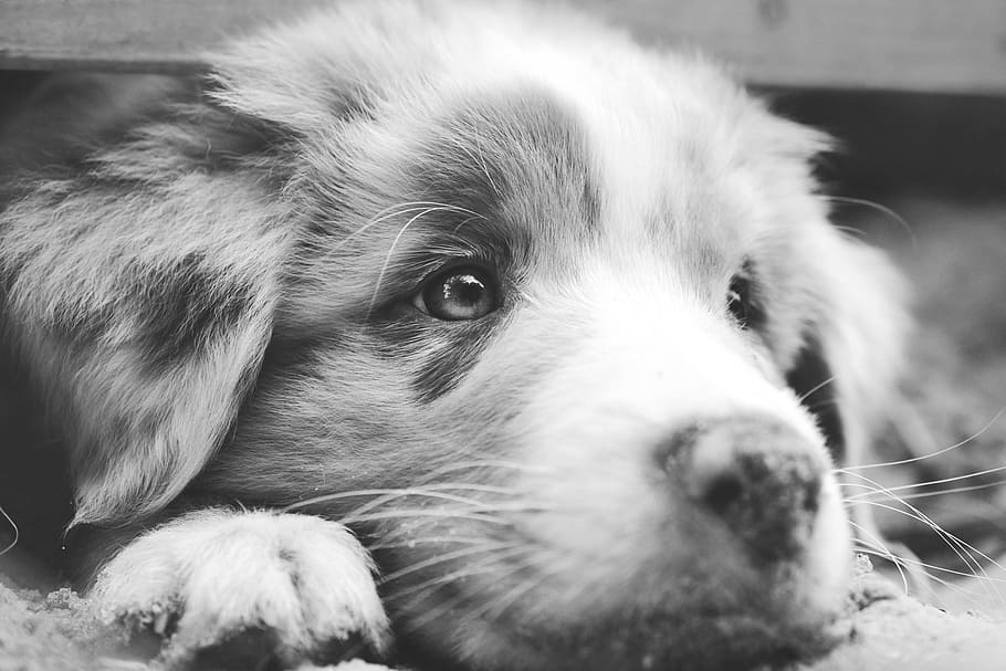 grayscale photography, australian shepherd puppy, dog, australian shepherd, aussie, puppy, closeup, makro, eyes, fur