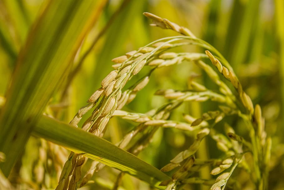 flora, growth, cereal, agriculture, crop, rice, paddy, plant, cereal plant, close-up