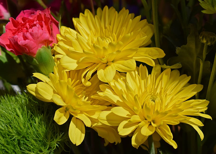 yellow chrysanthemums, carnation, blossom, bloom, flower, plant, bouquet, nature, colorful, flowering plant