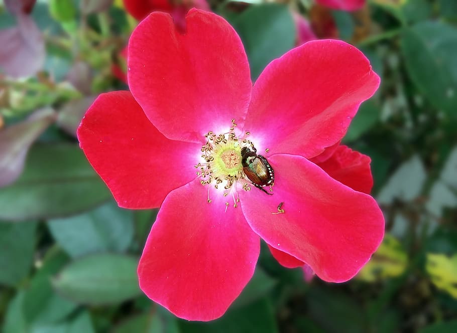 rose, red, knockout, knockout rose, knock out rose, japanese beetle, beetle, metallic, iridescent, scarab