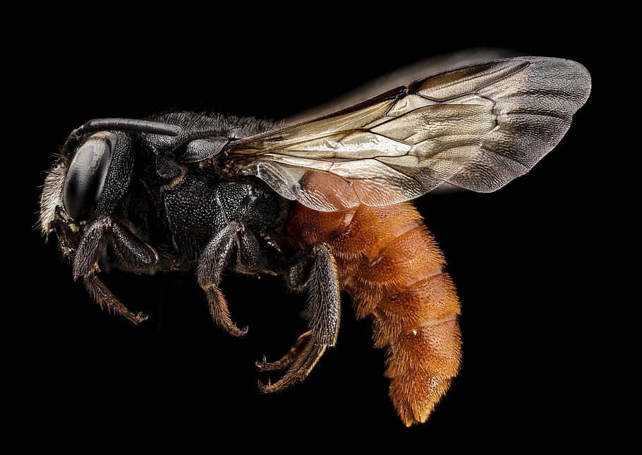 fotografía macro, negro, marrón, avispa, abeja cola roja, insecto, macro, perfil, montado, vida silvestre