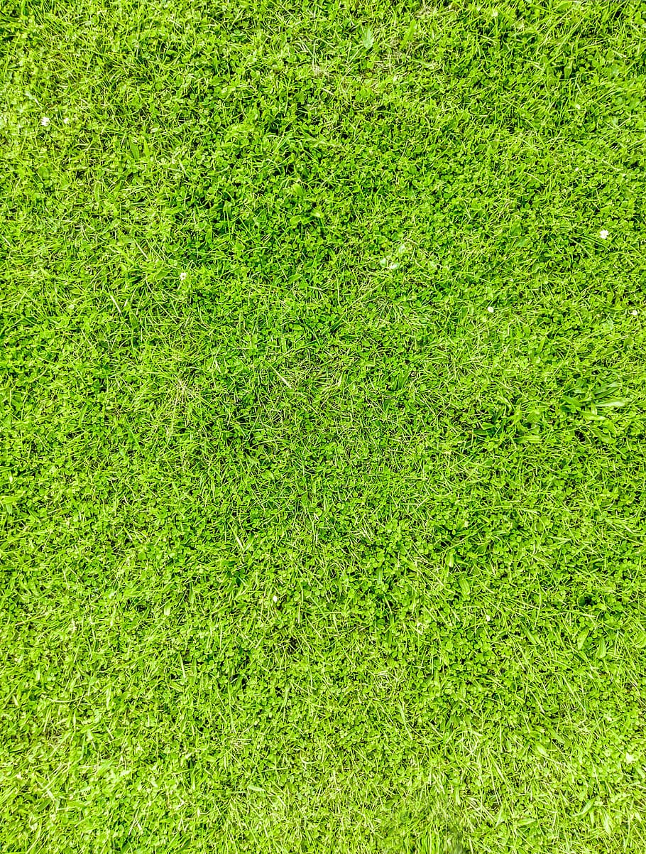 rumput, tekstur, alam, hijau, taman, aset, warna hijau, full frame, tanaman, latar belakang
