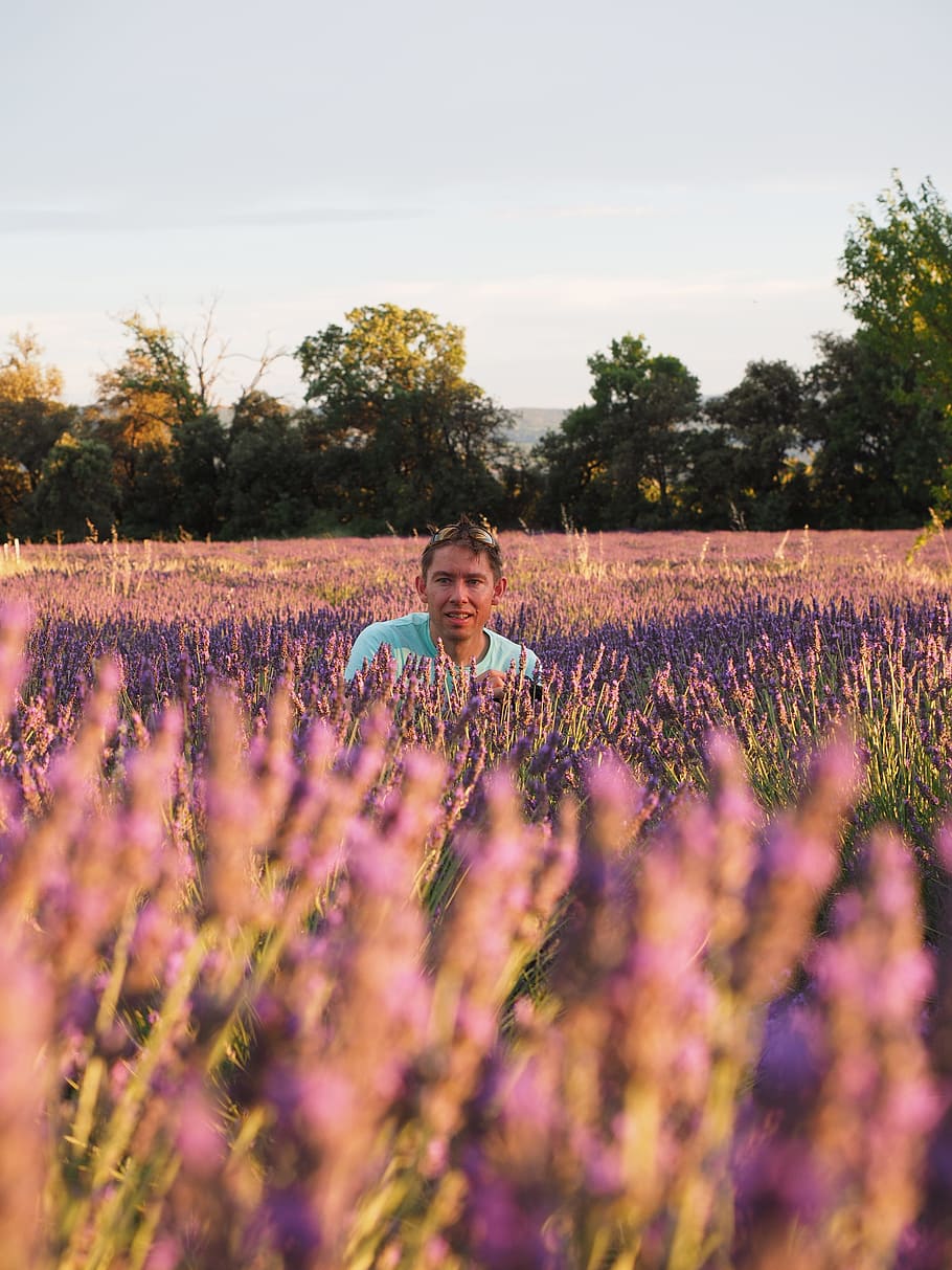 man, human, person, blütenmeer, lavender field, lavender, evening sun, lavender flowers, violet, lavender cultivation